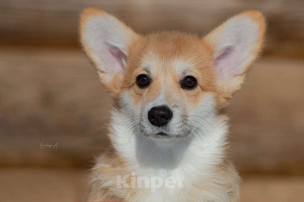 Собаки в Москве: Лагонда Девочка, 80 000 руб. - фото 2