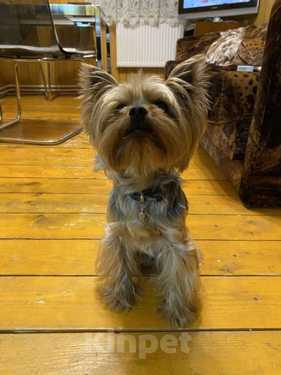 Собаки в других городах Московской области: Пропала собака  Мальчик, 10 000 руб. - фото 2