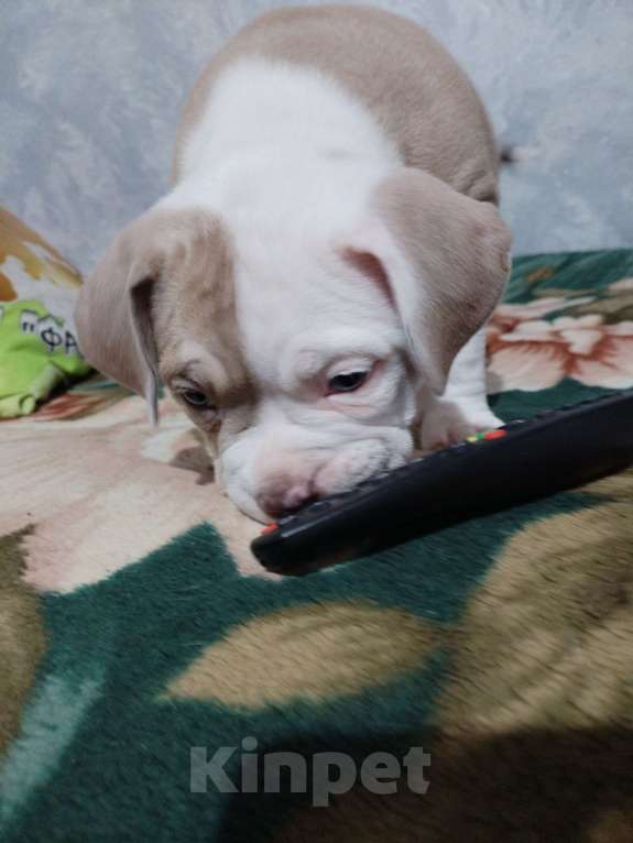 Собаки в других городах Ростовской области: AngeloNatVik FLORENCE  Девочка, 130 000 руб. - фото 1