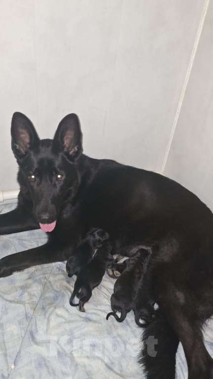 Собаки в Москве: Щеночки немецкая овчарка  Мальчик, 30 000 руб. - фото 1