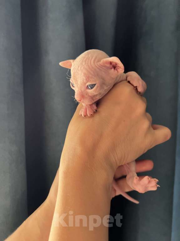 Кошки в Дедовске: Котенок мальчик Мальчик, Бесплатно - фото 5