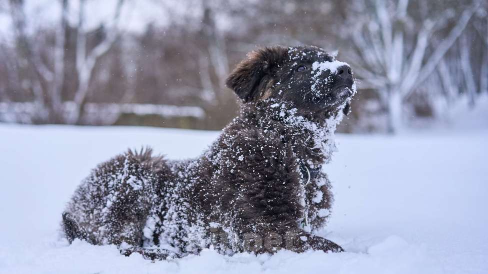 Собаки в Москве: щенок метис , шикарный парень Мальчик, Бесплатно - фото 1