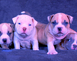 Собаки в Владимире: Американскиц булли. Щенки Разнополые, 80 000 руб. - фото 2