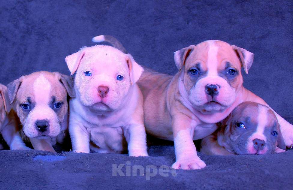 Собаки в Владимире: Американскиц булли. Щенки Разнополые, 80 000 руб. - фото 2