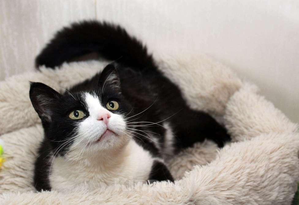 Кошки в Калуге: Феличита из магазина ищет дом. Молодая кошечка в добрые руки. Девочка, Бесплатно - фото 3