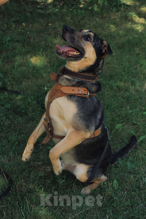 Собаки в Москве: Умнице Мартыну нужен дом Мальчик, Бесплатно - фото 2