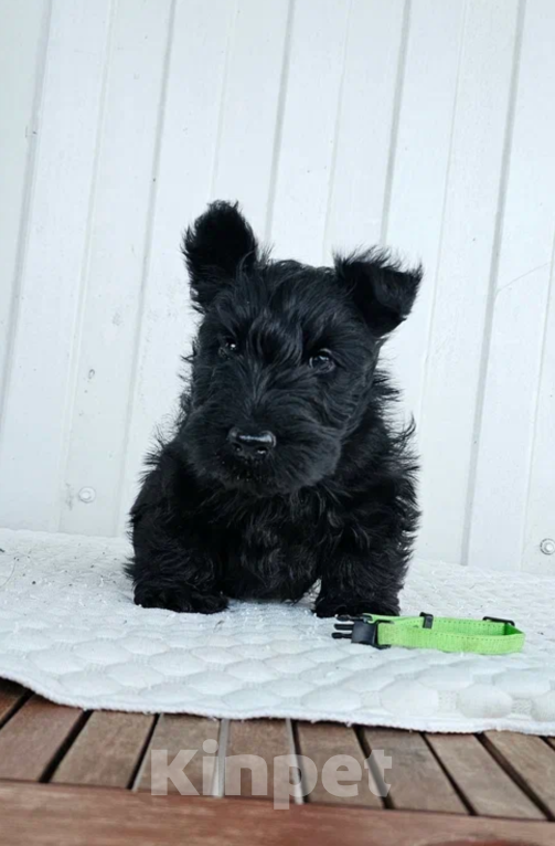 Собаки в Москве: Щенок скотч терьер Мальчик, 60 000 руб. - фото 4