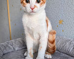 Кошки в Москве: Тоша, маленький персиковый котенок, который ждёт своего человека Мальчик, Бесплатно - фото 7
