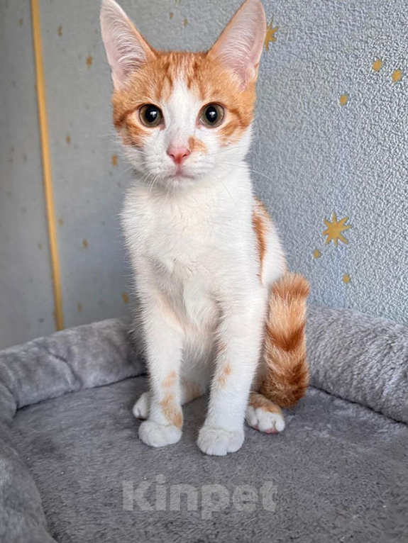 Кошки в Москве: Тоша, маленький персиковый котенок, который ждёт своего человека Мальчик, Бесплатно - фото 7