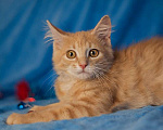 Кошки в Москве: Очаровательный рыжий котенок рыжик в дар Мальчик, Бесплатно - фото 1