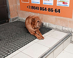 Собаки в Дзержинске: Приблудилась потеряшка, Бесплатно - фото 1