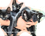 Кошки в Краснодаре: Котята в добрые руки  Девочка, 1 руб. - фото 1