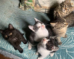 Кошки в Долгопрудном: Ищем дом почти домашним котятам Девочка, Бесплатно - фото 6