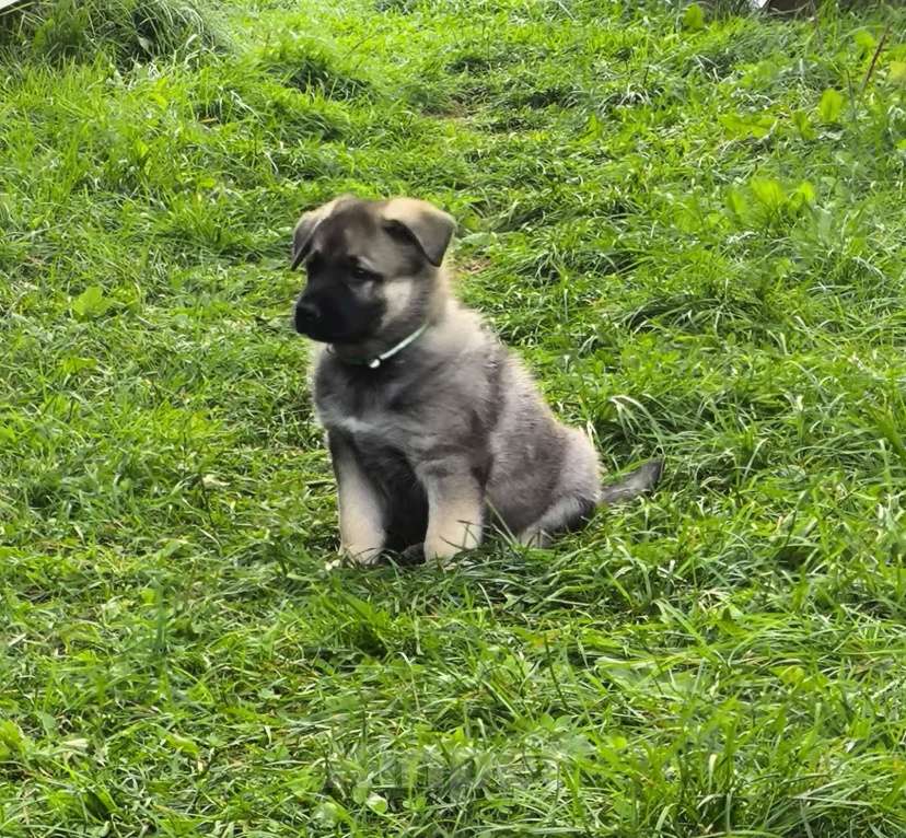 Собаки в других городах Московской области: Продаются щенки ВЕО Мальчик, 50 000 руб. - фото 4