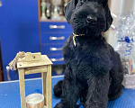 Собаки в Волгодонске: Щенок ризеншнауцера Девочка, 55 000 руб. - фото 1