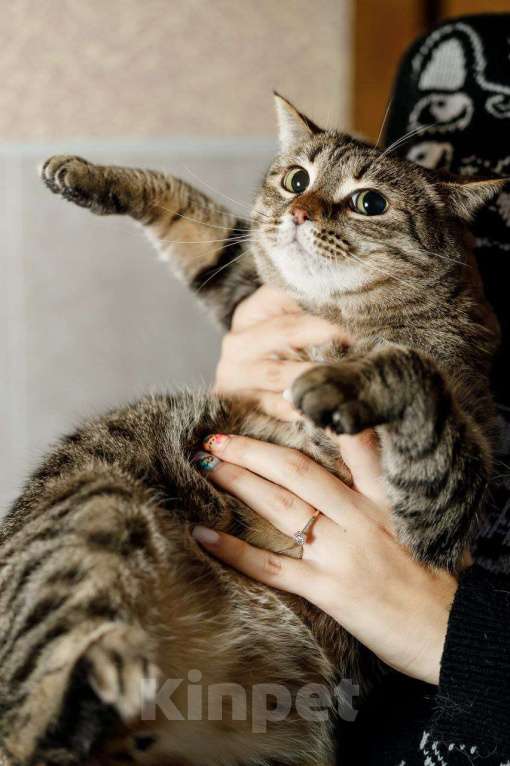 Кошки в Москве: Котик Граф в добрые руки Мальчик, Бесплатно - фото 10