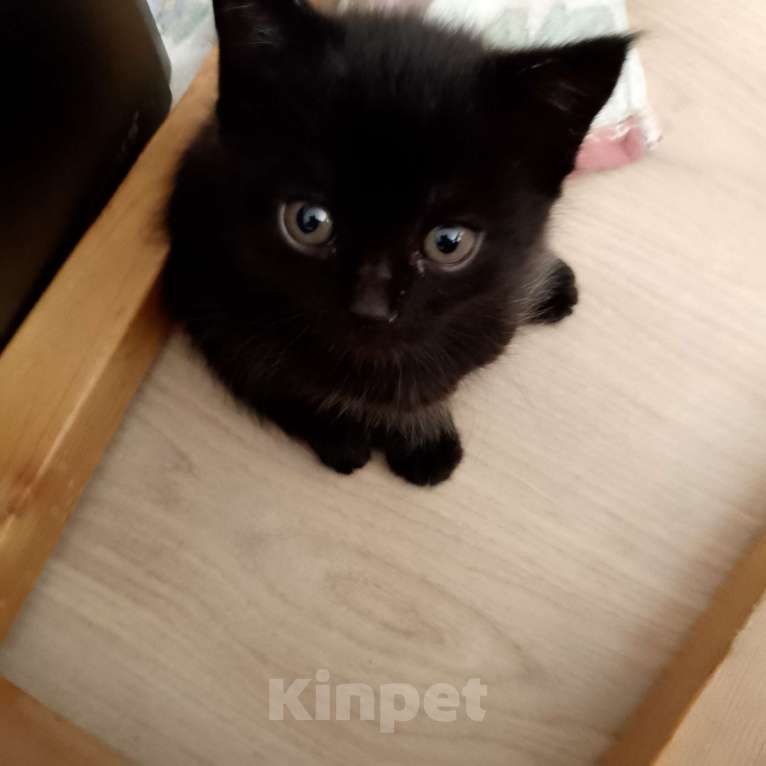 Кошки в Новокубанске: Черные котята, приносящие Удачу! Мальчик, 1 руб. - фото 2