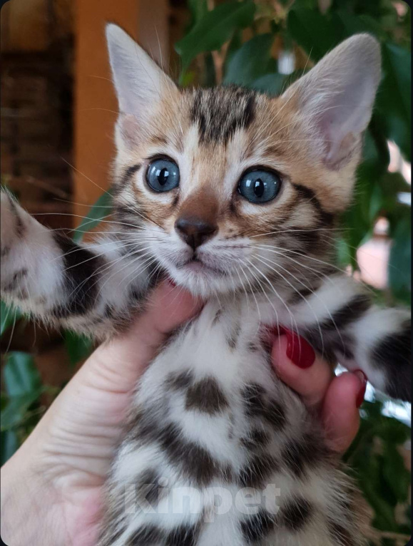Кошки в Симферополе: Бенгальская девочка  Девочка, 60 000 руб. - фото 1