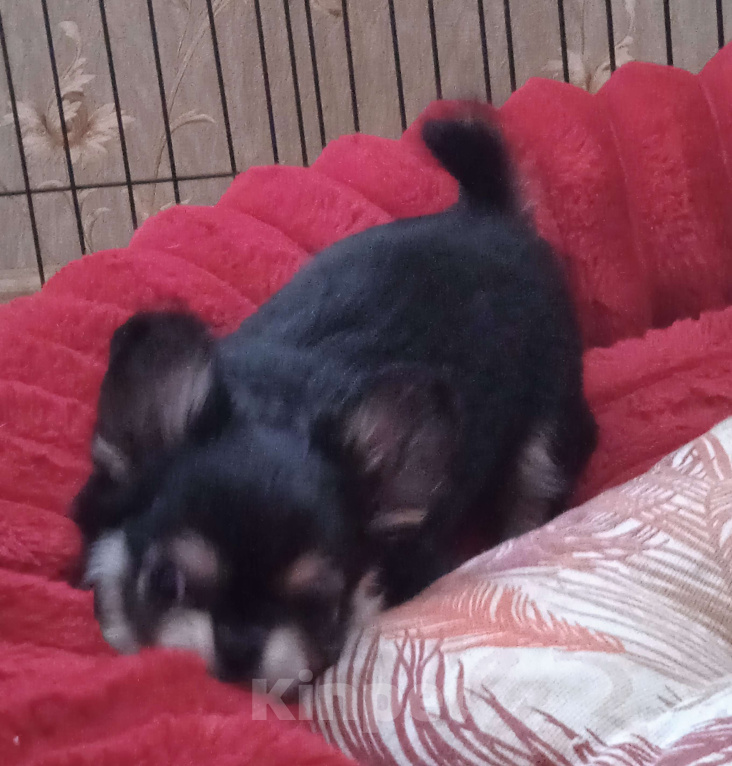 Собаки в Санкт-Петербурге: Щенок чихуахуа, длинношерстная девочка нарядного окраса Девочка, 60 000 руб. - фото 4