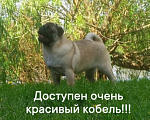 Собаки в Самаре: Брутальный красавчик! Мальчик, 40 000 руб. - фото 2