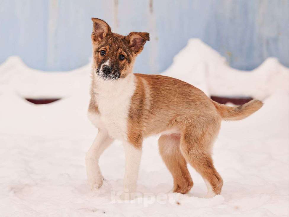 Собаки в других городах Московской области: Алекса,якутенок Девочка, Бесплатно - фото 4