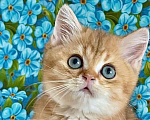 Кошки в Москве: Британская золотая шиншилла девочка Девочка, Бесплатно - фото 1
