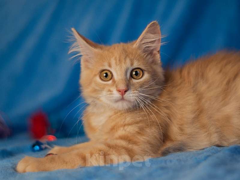 Кошки в Москве: Очаровательный рыжий котенок рыжик в дар Мальчик, Бесплатно - фото 1
