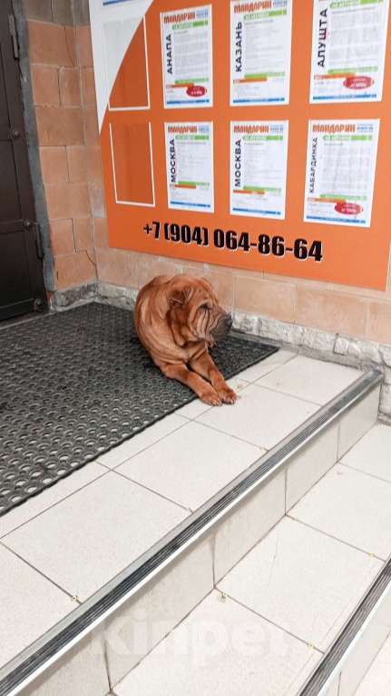 Собаки в Дзержинске: Приблудилась потеряшка, Бесплатно - фото 1
