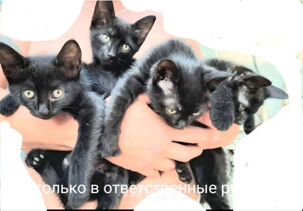 Кошки в Краснодаре: Котята в добрые руки  Девочка, 1 руб. - фото 1