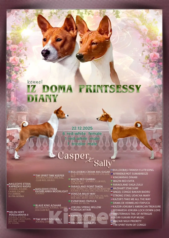 Собаки в Москве: Щенки басенджи Разнополые, 70 000 руб. - фото 6