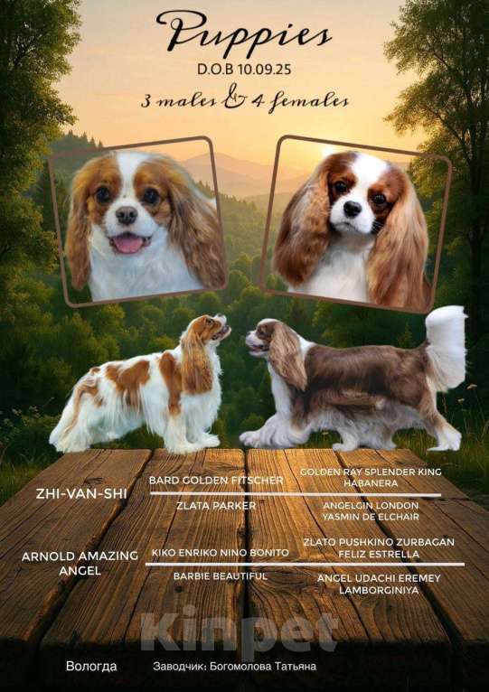 Собаки в Москве: Щенки кавалер-кинг-чарльз-спаниель Мальчик, 70 000 руб. - фото 2