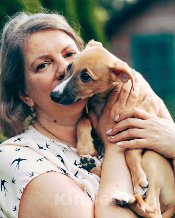 Собаки в Кубинке: Щенок уиппета Мальчик, Бесплатно - фото 3