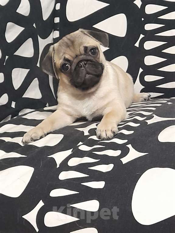 Собаки в Ростове-на-Дону: ТА АЙ ШИ Девочка, 35 000 руб. - фото 3