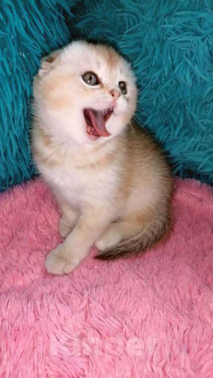 Кошки в Москве: Шотландские вислоухие котята  Девочка, 30 000 руб. - фото 4