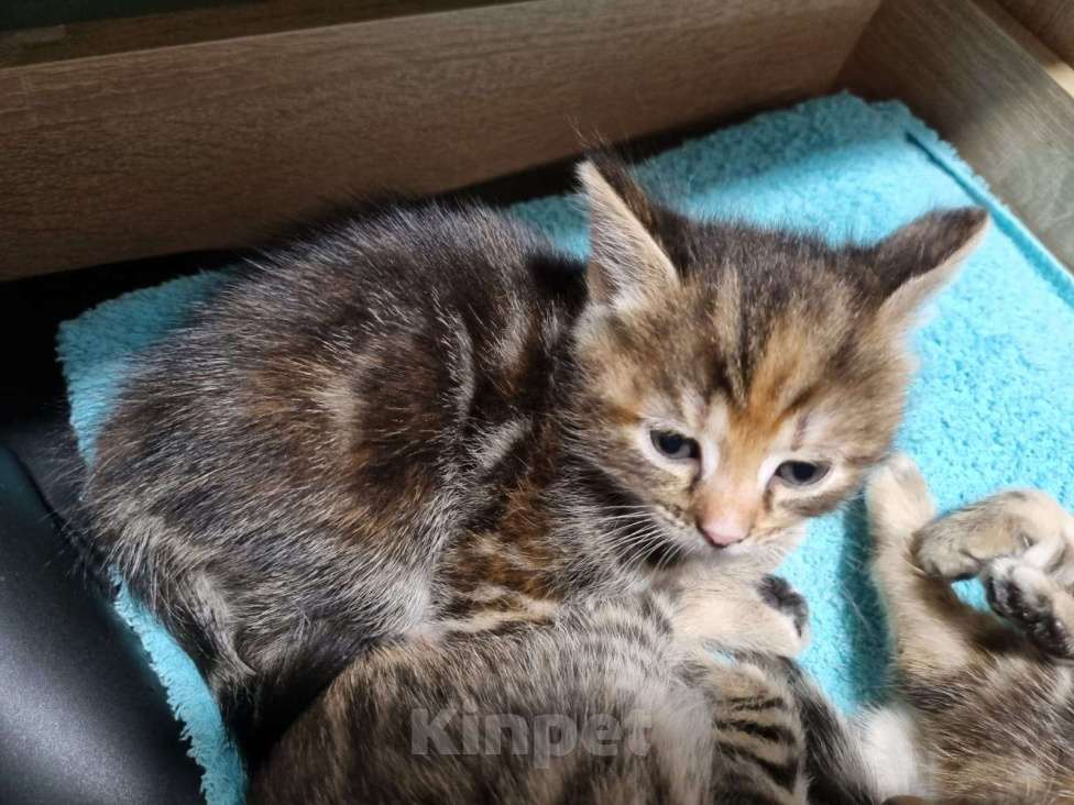 Кошки в других городах Московской области: Котята шотландские  Мальчик, Бесплатно - фото 3