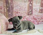 Собаки в Москве: Девочка редкого голубого окраса бейби фейс Девочка, 45 000 руб. - фото 6