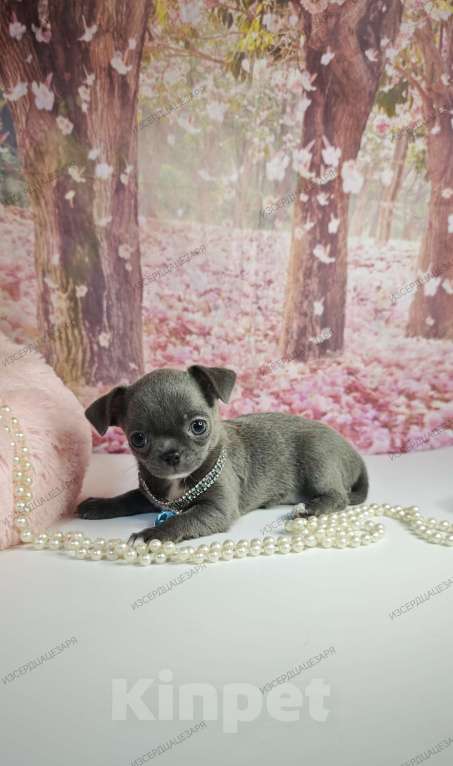 Собаки в Москве: Девочка редкого голубого окраса бейби фейс Девочка, 45 000 руб. - фото 6