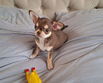 Собаки в Подольске: Щенок чихухуа (девочка) Девочка, 85 000 руб. - фото 1