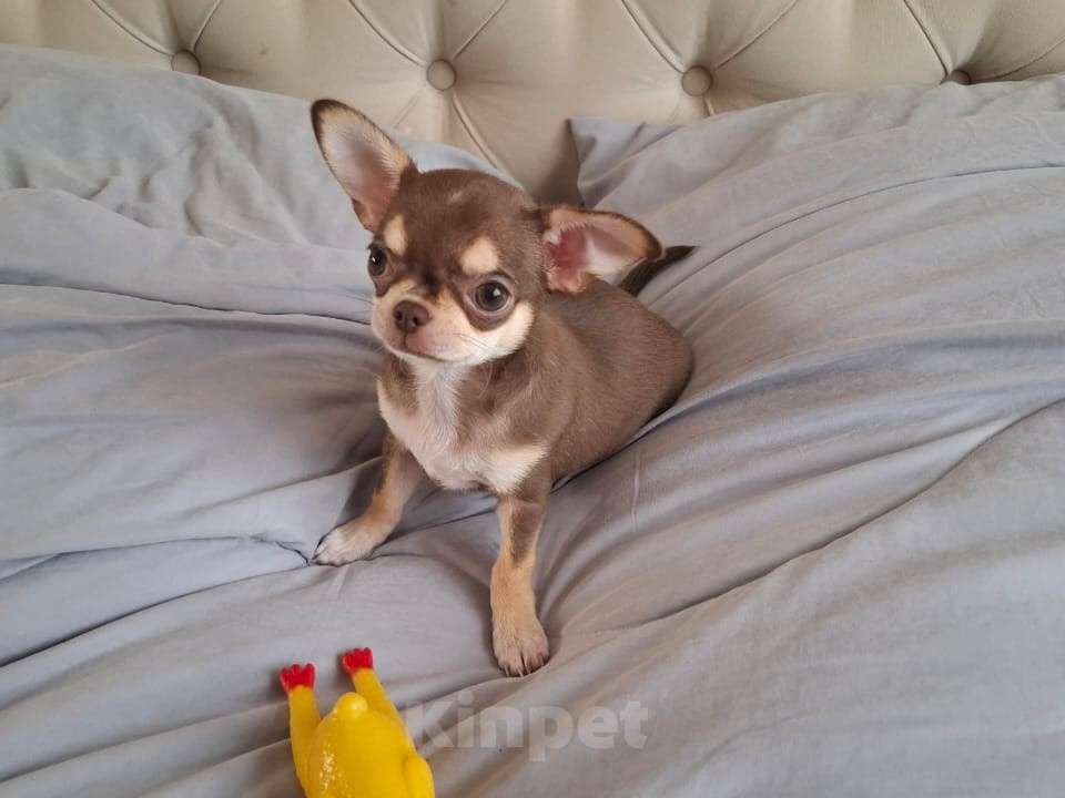 Собаки в Подольске: Щенок чихухуа (девочка) Девочка, 85 000 руб. - фото 1