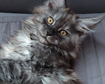 Кошки в Видном: Котята мейн-куны - Чудо с кисточками! Разнополые, 50 000 руб. - фото 9