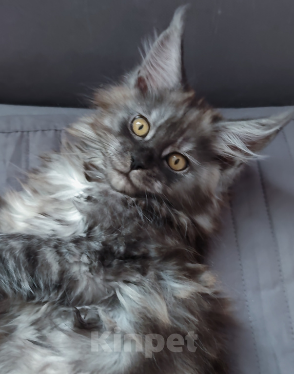 Кошки в Видном: Котята мейн-куны - Чудо с кисточками! Разнополые, 50 000 руб. - фото 9