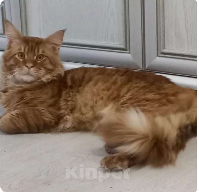 Кошки в других городах Краснодарского края: Рыжий котенок мейн-кун девочка Девочка, 13 000 руб. - фото 3