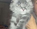 Кошки в Москве: Мейн Кун котята Девочка, 55 000 руб. - фото 3