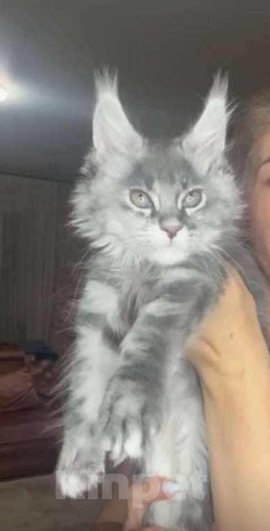 Кошки в Москве: Мейн Кун котята Девочка, 55 000 руб. - фото 3