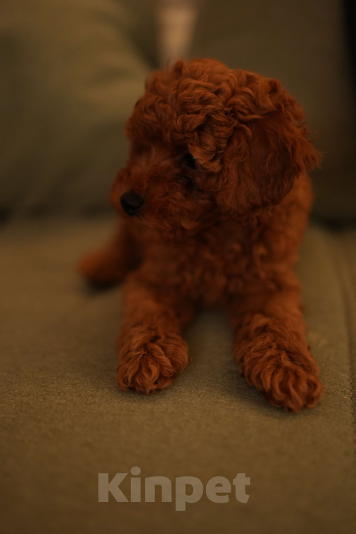 Собаки в Москве: Мальтипу Мальчик, 55 000 руб. - фото 2