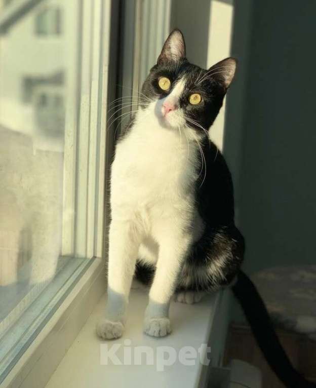 Кошки в Котельнике: Крупный молодой кот подросток Стёпка в добрые руки Мальчик, Бесплатно - фото 2