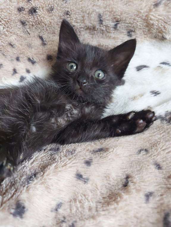 Кошки в Москве: Нежная кошечка Ночка 1,5 месяца ищет дом Девочка, Бесплатно - фото 9