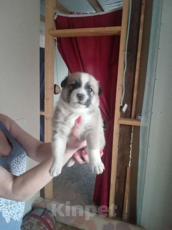 Собаки в Новосибирске: Девочка Анфиса Девочка, 1 000 руб. - фото 2