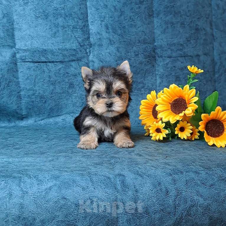 Собаки в Санкт-Петербурге: Йоркширский терьер мини мальчик Мальчик, 65 000 руб. - фото 3
