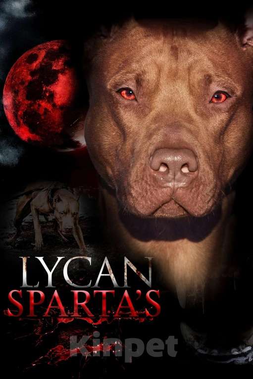 Собаки в Саратове: Продаются щенки Американского питбультерьера (Red Nous) Разнополые, 70 000 руб. - фото 4